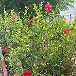 Lejlighed Aeolos Kalymnos Myrties