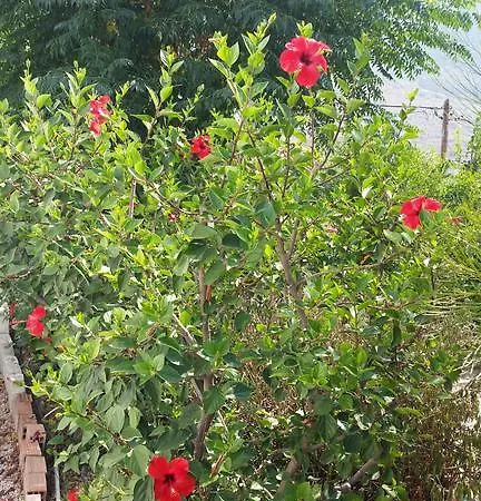 Apartament Aeolos Kalymnos Myrties