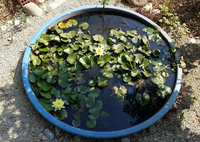 Aeolos Kalymnos * Myrties