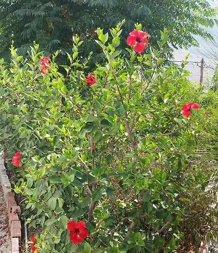 公寓 Aeolos Kalymnos Myrties